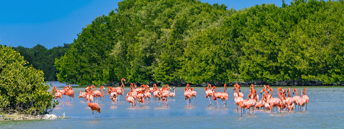 Flamingos in der Lagune von Celestun