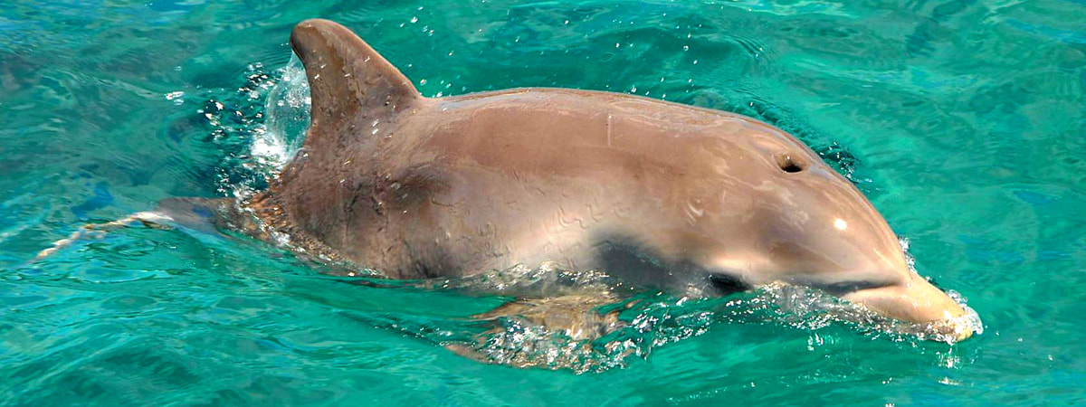 Dolphin Discovery Cozumel - information and online reservation