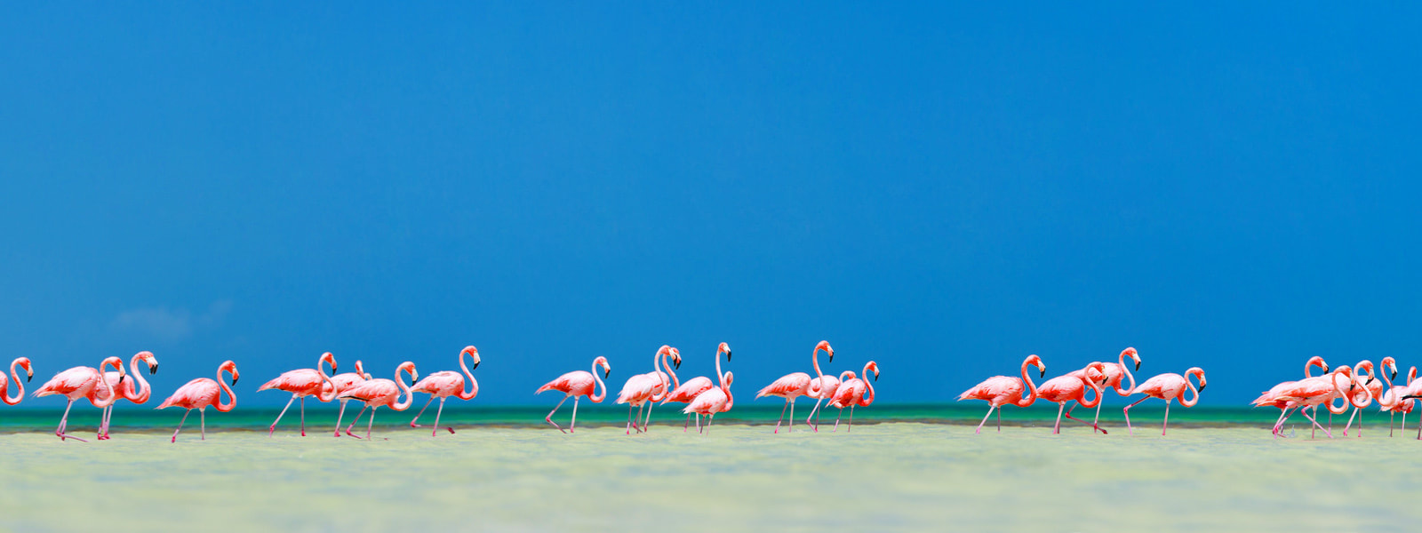 Flamingos auf der Insel Holbox, Mexiko