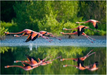 Flamingos in Río Lagartos, Yucatán, México