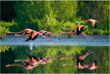 Flamingos in Río Lagartos, Yucatán, México