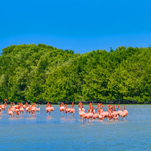 Flamingos in Celestún, Yucatán