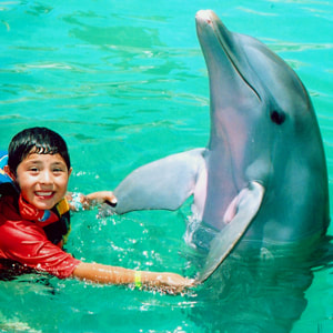 Dolphin Discovery - Information and online reservation