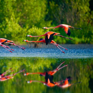 Flamingos in Rio Lagartos, Mexiko
