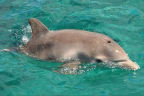 Dolphin Royal Swim Plus Manatees Cancun Online Ticket