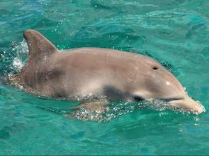 Dolphin Royal Swim und Catamaran Trip Puerto Aventuras Online Ticket